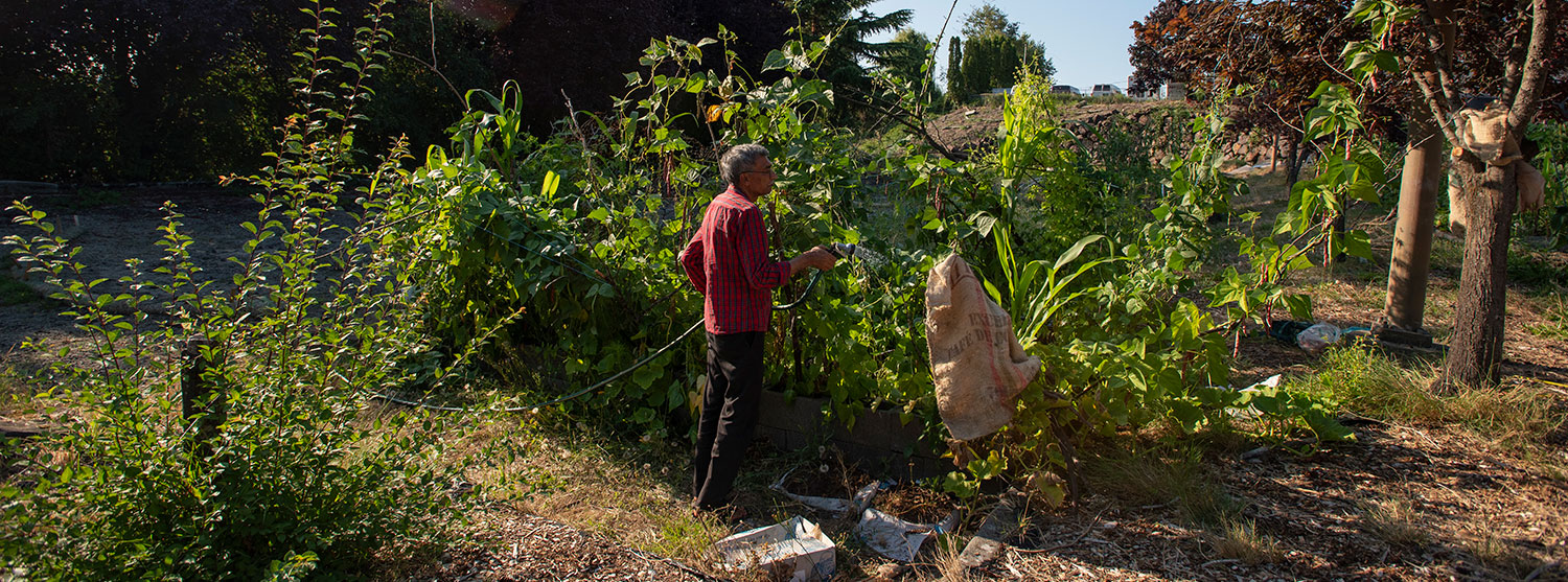 A man watering his garden in a community garden plot. The plants are taller than he is and they are very green and healthy.
