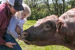 A little blonde girl with pig tails is petting a large cow while being held by her dad.