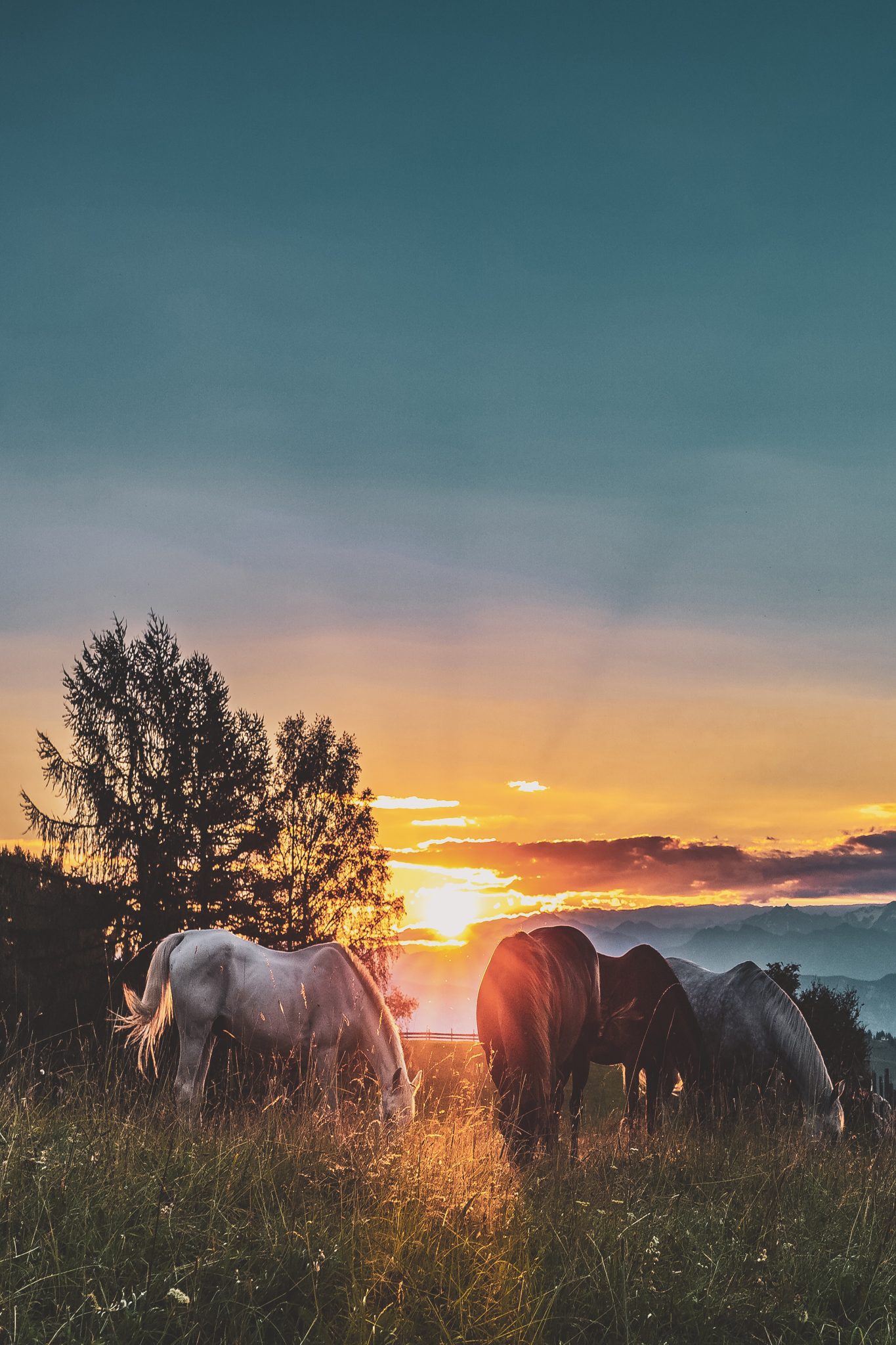 Spring Pasture Tips - Better Ground